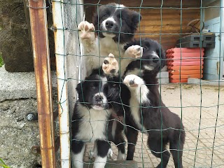 Nadia Marazza Amb. Veterinario