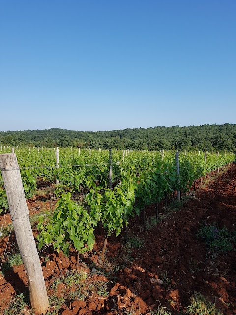 CUJ vino i maslinova ulja