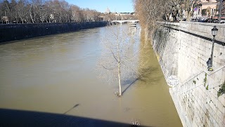 La tana dei cuccioli