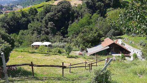 Campo cinofilo "La cascina di Alice "