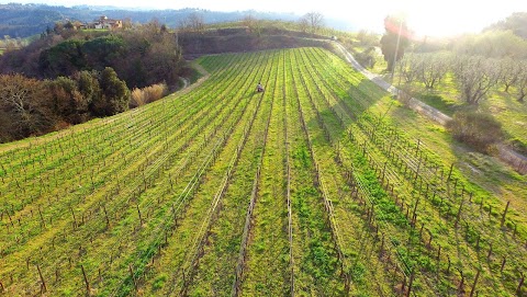 Tenuta Di Ghizzano