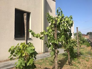 Consorzio di Tutela dei Vini Etna D.O.C.