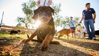 Dog Sport Center