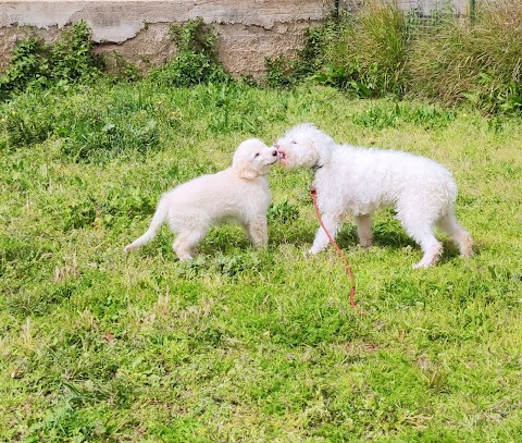 Addestramento cani ASD Happy Dog Palermo