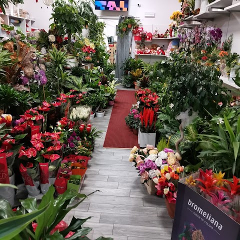 Flower Shop Ottoveggio