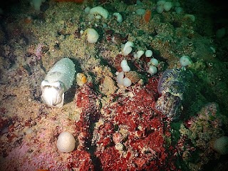 Diving nord Adriatico