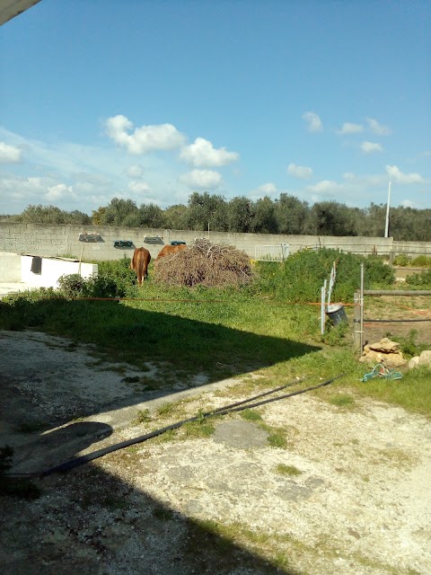 Great Ranch Scuola Di Equitazione passeggiate a cavallo