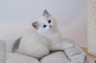 Allevamento Ragdoll Ragsdollsdolly - Bonbon’s Kitty