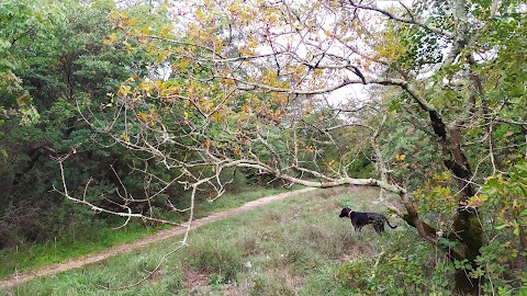 Paludario di Doberdò