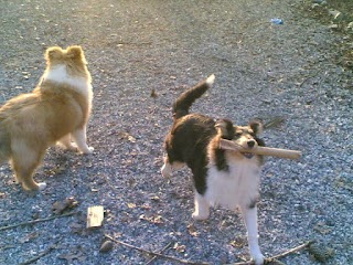 La Casa Dei Collies Di Paola Cuppini