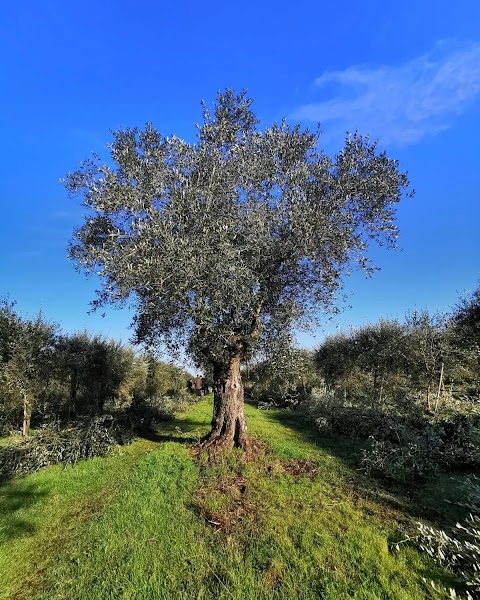 ITS Agroalimentare Roma e Viterbo