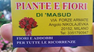 piante e fiori