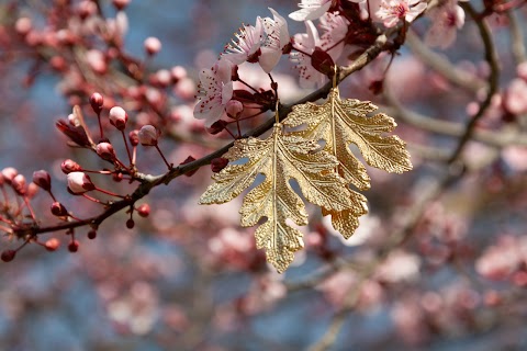 Bigiotteria Fiori Del Tempo di Deidda Francesco