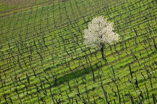 Azienda Agricola Buondonno, Casavecchia alla Piazza