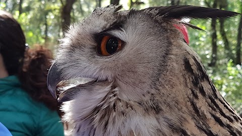 Ciuchino Birichino - Ostuni Adventure Park