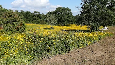 Comunale Macchiosi