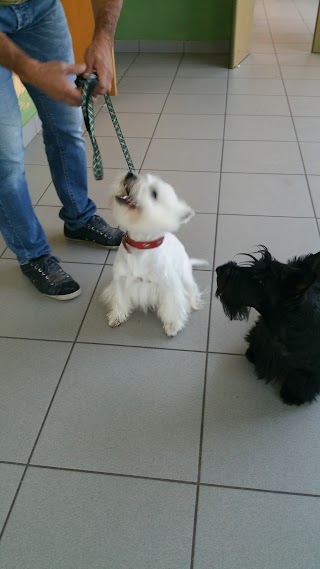 Scuola di Toelettatura Cani e Gatti