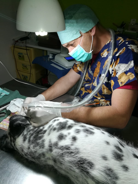 Lionvet Ambulatorio Veterinario - Dott. Alessandro Taormina