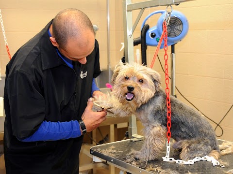 lavaggio cani self-service e toeletta professionale roma