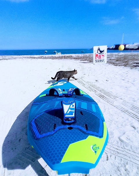 CAT SURF