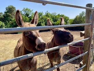 Wild Souls Horse Farm