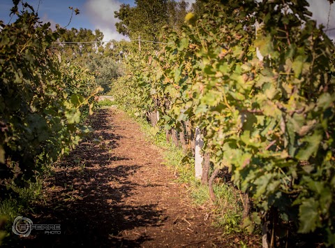 Cantina e Distilleria Artigianale Ricasoli - "Le Vigne del Capitano"