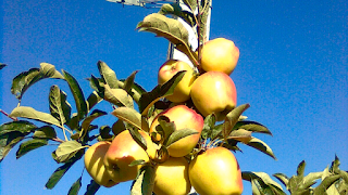 Azienda Agricola Casti