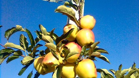 Azienda Agricola Casti