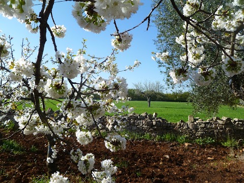 Il Giardino dei Ciliegi