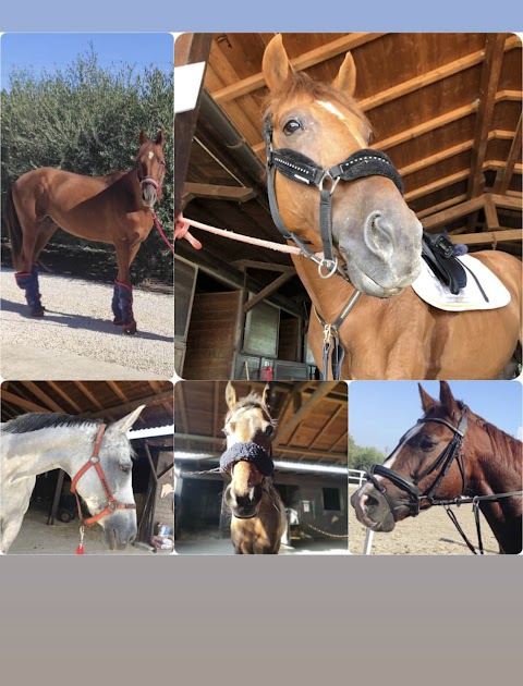 Centro Equestre Barone - Scuola di Equitazione per adulti e bambini