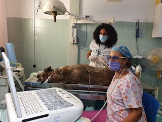 Centro Veterinario San Francesco Caltanissetta