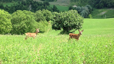 Agriturismo Pratalbino