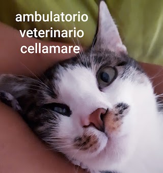 Ambulatorio Veterinario Cellamare