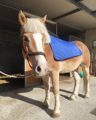 Humanimal fizio - za zdravje ljudi in živali, Hana Loverčič s.p.