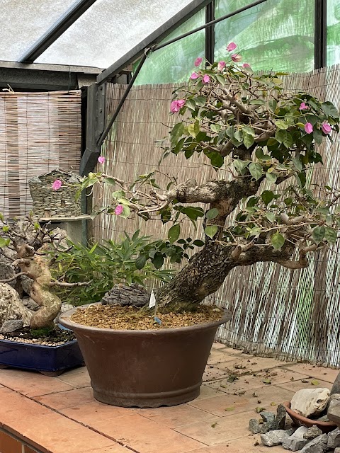 Centro Bonsai Caviglia