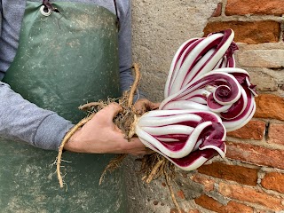 Il Fiore della Salute - Radicchio rosso di Treviso