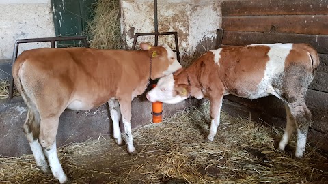 Azienda Agricola Radetic Sidonja