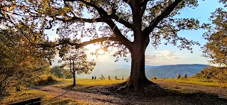 La Grande Quercia