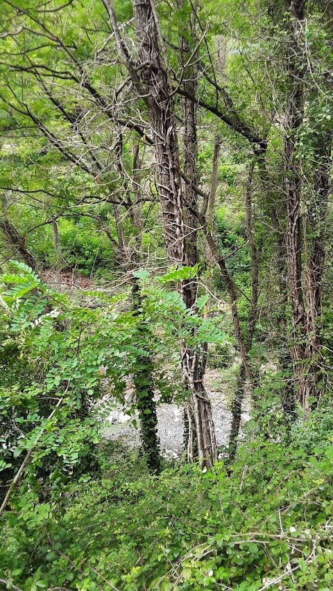 Il Bosco di Campo Marzano