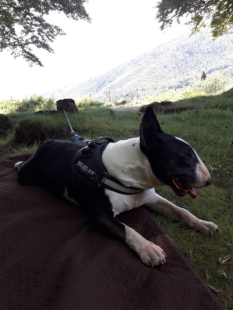 Baldi Stefano Ambulatorio Veterinario