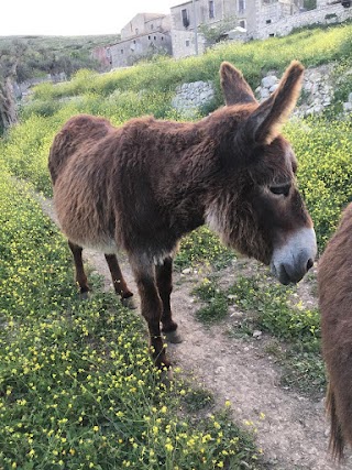 Il Passo dell'Asino