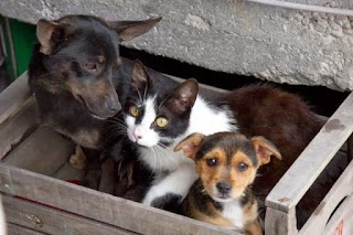 Ambulatorio Veterinario I Tigli