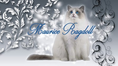 Maurice Ragdoll