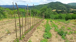 Badia A Bovino