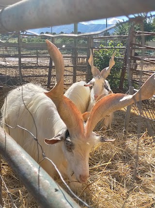 Istituto Sperimentale Zootecnico Per La Sicilia