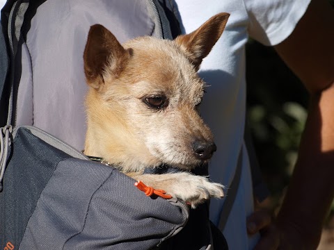 Ambulatorio Veterinario Dott. Vittorio Pepe