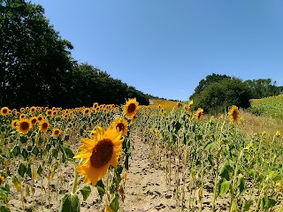 Naturing by Rudy Cucini - Slow Tuscany Experience