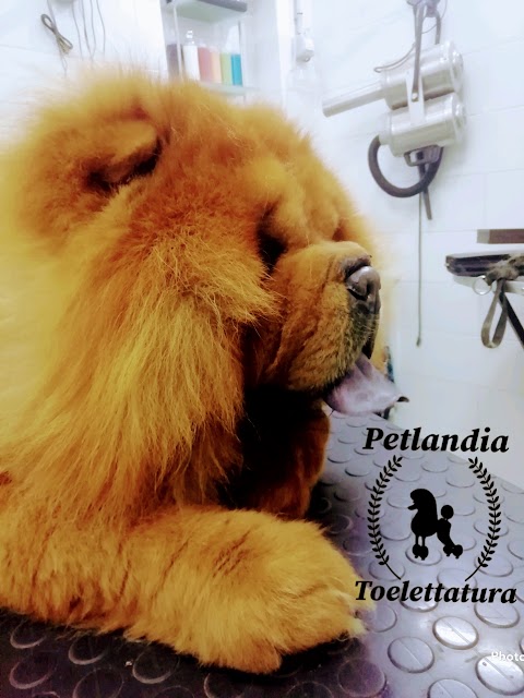 Petlandia Toelettatura