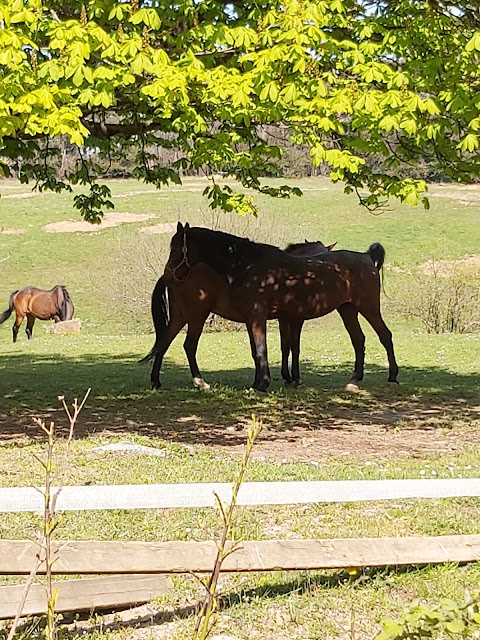 horse & pony club pratorondanino