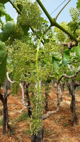 Azienda Agricola a San Domenico